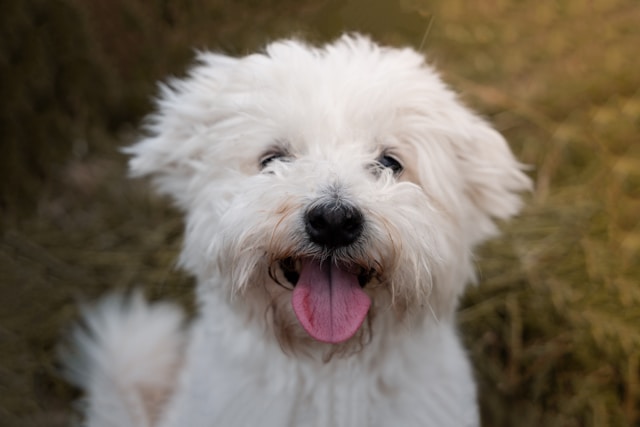 les-5-meilleurs-chiens-pour-personnes-ges