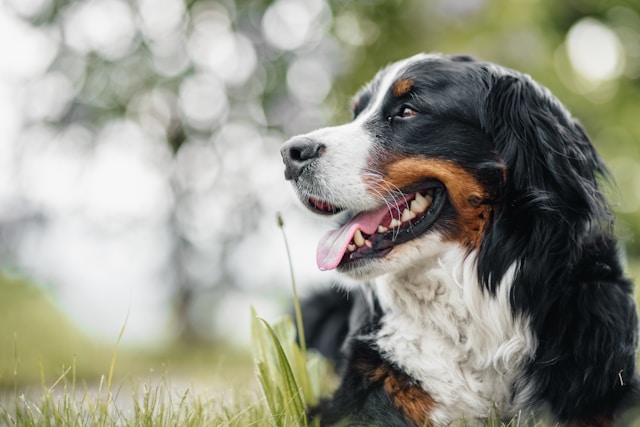 les-5-races-de-chiens-qui-vivent-le-moins-longtemps