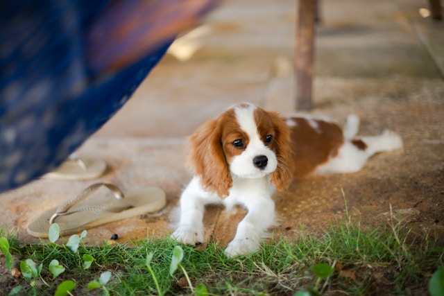les-5-meilleurs-chiens-pour-personnes-ges