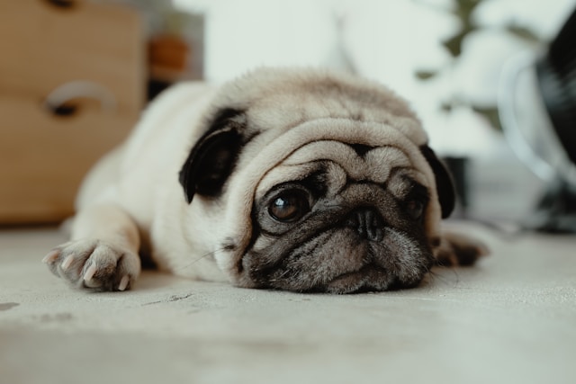 les-5-meilleurs-chiens-pour-personnes-ges