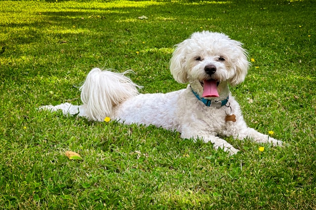 les-5-meilleurs-chiens-pour-personnes-ges