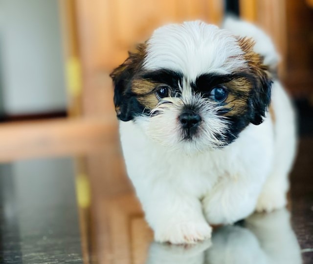 les-5-meilleurs-chiens-pour-personnes-ges