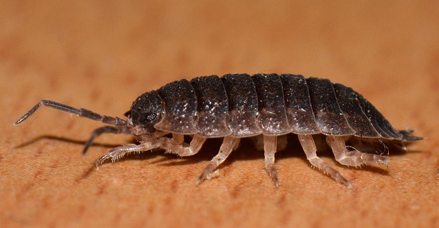 5-insectes-que-vous-trouvez-dans-la-maison