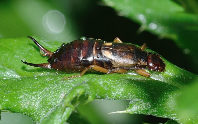 5-insectes-que-vous-trouvez-dans-la-maison