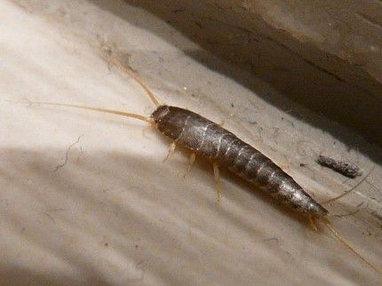 5-insectes-que-vous-trouvez-dans-la-maison