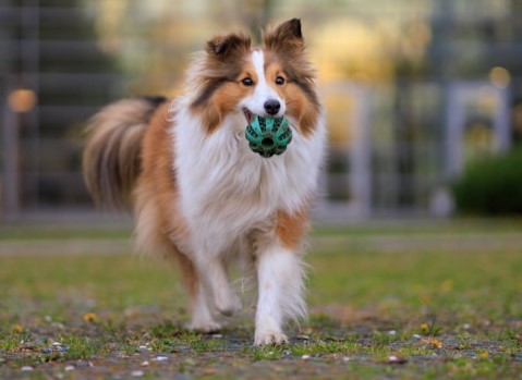 les-10-races-de-chiens-les-plus-intelligentes