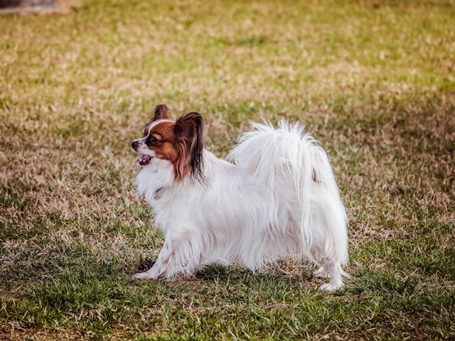 les-10-races-de-chiens-les-plus-intelligentes