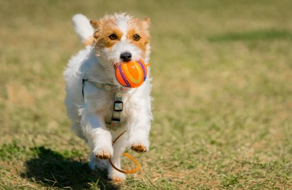 les-10-races-de-chiens-les-plus-intelligentes