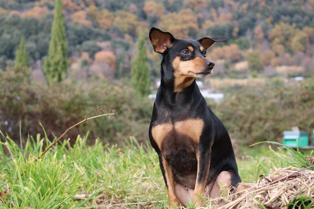 10-noms-de-chien-commenant-par-la-lettre-u