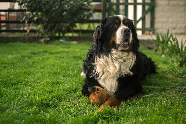 10-noms-de-chien-commenant-par-la-lettre-u