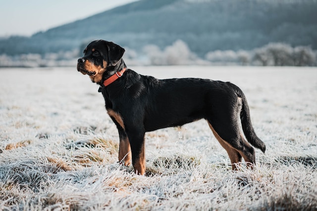 10-noms-de-chien-commenant-par-la-lettre-u