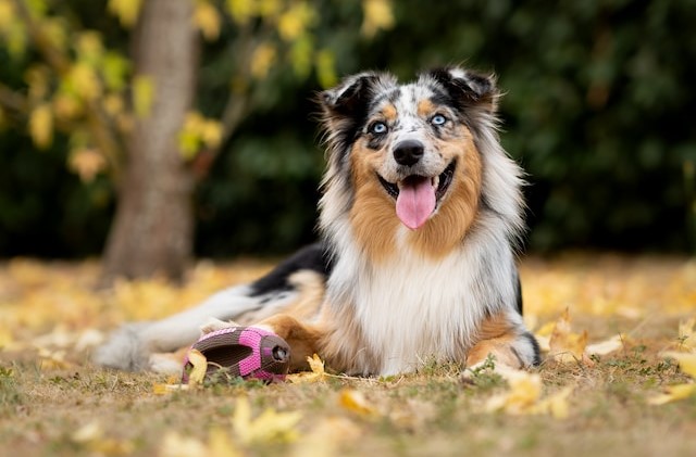 10-noms-de-chien-commenant-par-la-lettre-u